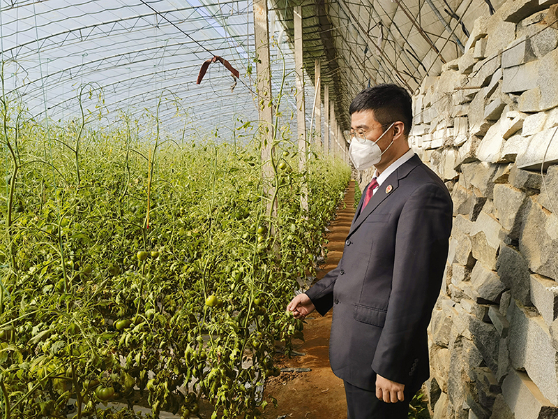 檢察官進入大棚檢查農(nóng)作物（頭題）