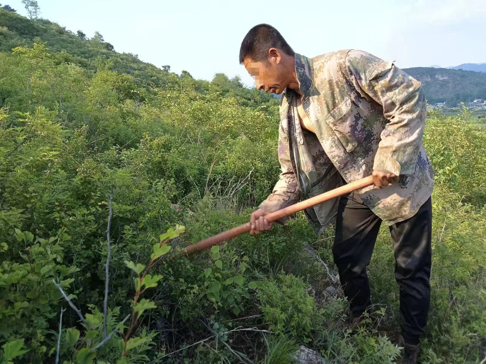 圖為崔某正在打理修復(fù)的山林地。（人物面部打碼）